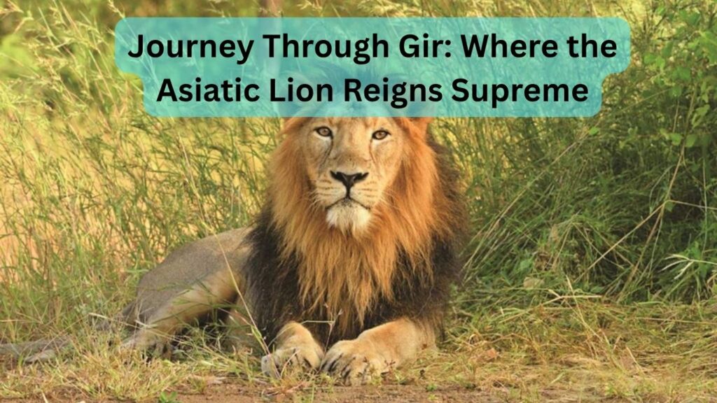 Journey Through Gir: Where the Asiatic Lion Reigns Supreme