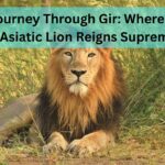 Journey Through Gir: Where the Asiatic Lion Reigns Supreme