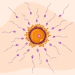 Timing of Insemination