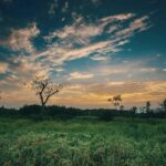 Where Nature Meets Ancient Wisdom: The Vaidyagrama Experience